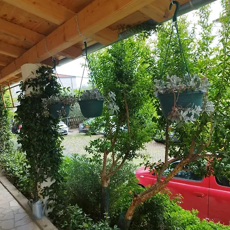 Depadansa Lisette ツリクヴェニツァ